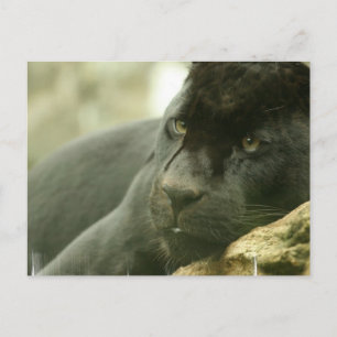 SlaappanterBriefkaarten Briefkaart