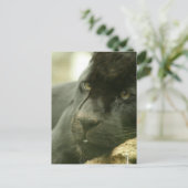 SlaappanterBriefkaarten Briefkaart (Staand voorkant)