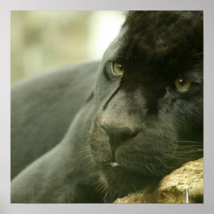 SlaappanterPoster Poster