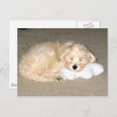 Slaappuppy Briefkaart (Voorkant / Achterkant)