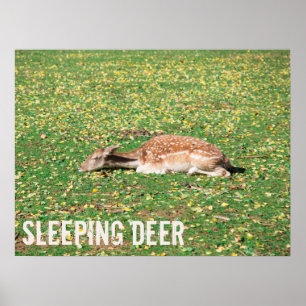 Slaapschutter in winterslaap in het najaar van de poster