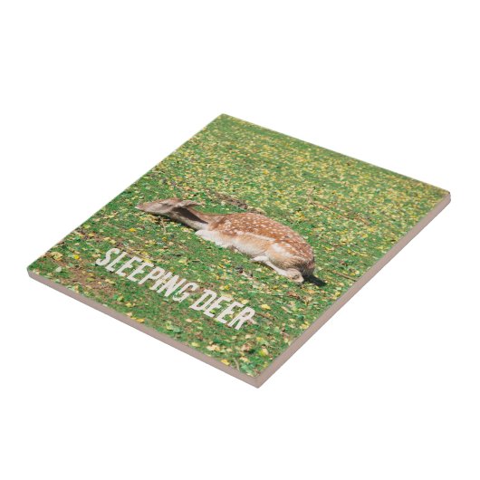 Slaapschutter in winterslaap in het najaar van de  tegeltje (Zijkant)