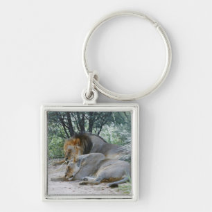Slaapse leeuw en leeuwen, Panthera leo, Sleutelhanger