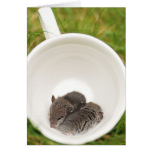 Slaapstand Cute Baby Mice