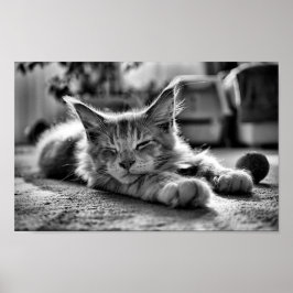 Slaapstand Maine Coon Cat Black en White Poster