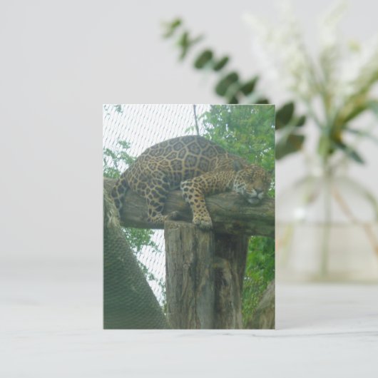 Slaaptijger op bomen, bos, Natuur, wild Briefkaart (Staand voorkant)