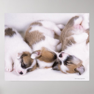 Slaapwelsh corgi-puppies poster