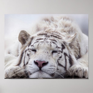 Slaapwitte tijger poster
