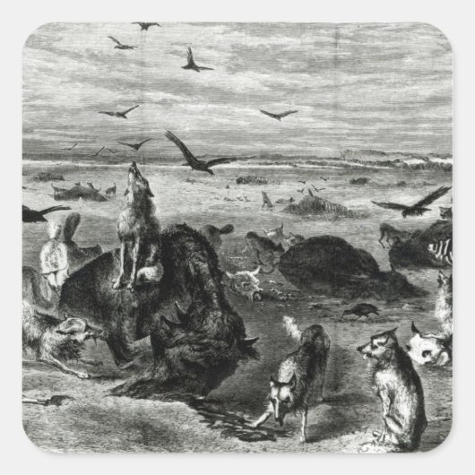 Slachting van buffels op de vlakken vierkante sticker (Voorkant)