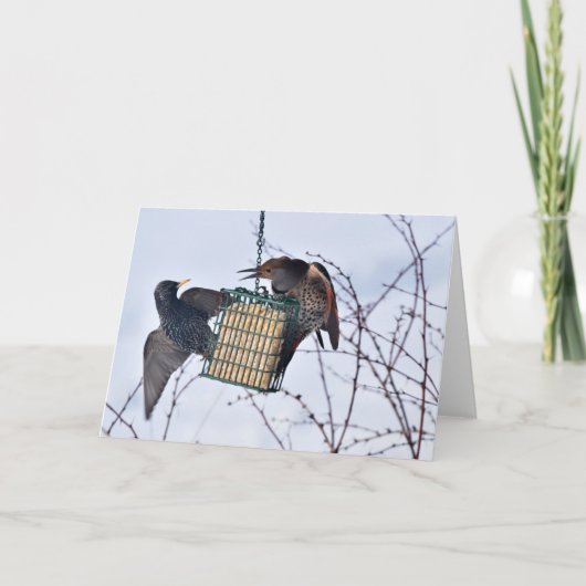 Slag tussen Northern Flicker en Starling! Kaart (Voorkant)