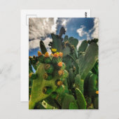 Slagende pearcactus briefkaart (Voorkant / Achterkant)