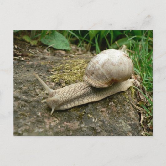 slak briefkaart (Voorkant)