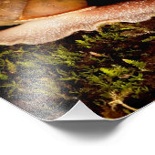 slak foto afdruk (Hoek)