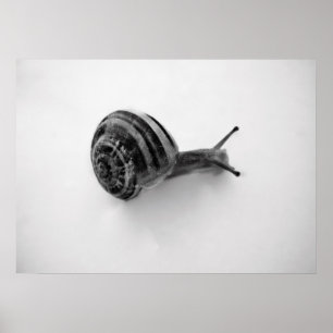 Slak Poster