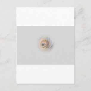 slak Schnecke Muschel Shell Briefkaart