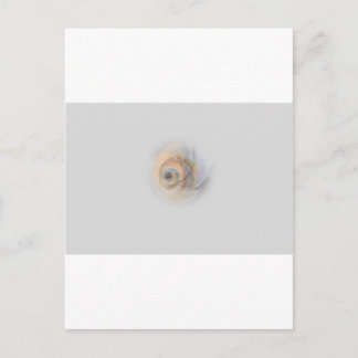 slak Schnecke Muschel Shell Briefkaart