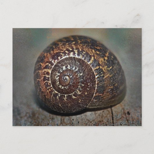 Slak Shell Briefkaart (Voorkant)