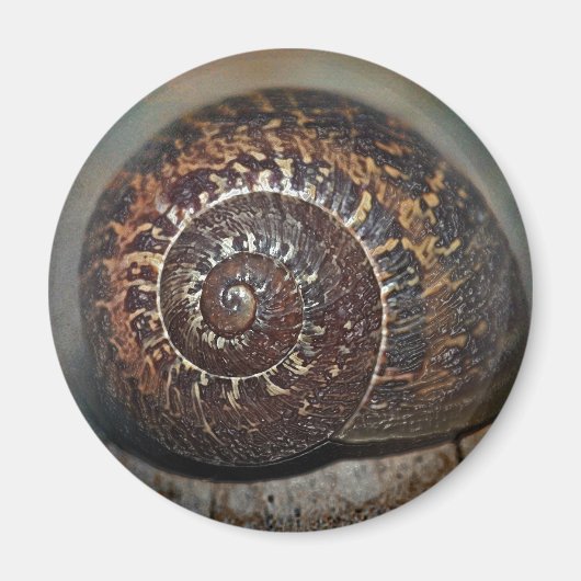 Slak Shell Magneet (Voorkant)