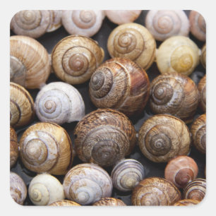 Slak Shells Stickers