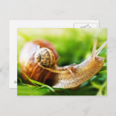 Slakken Briefkaart (Voorkant / Achterkant)