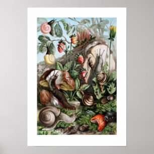 Slakken en slakken poster