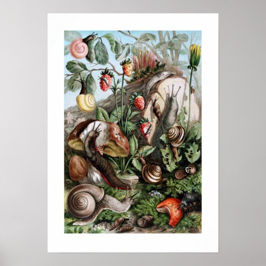 Slakken en slakken poster (Voorkant)