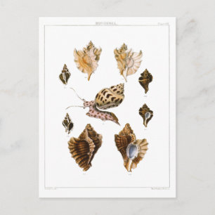  slakken en weekdieren, zeeorganismen briefkaart