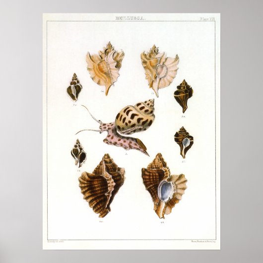  slakken en weekdieren, zeeorganismen poster (Voorkant)