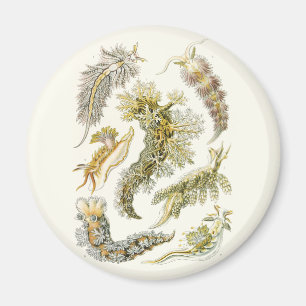 slakken en Zeeen slakken van Ernst Haeckel Magneet