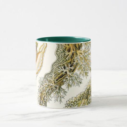  slakken en Zeeen slakken van Ernst Haeckel Mok (Midden)