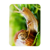 Slakken Magneet (Verticaal)