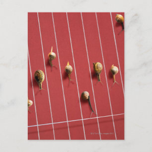 Slakken op de vrachtwagen briefkaart