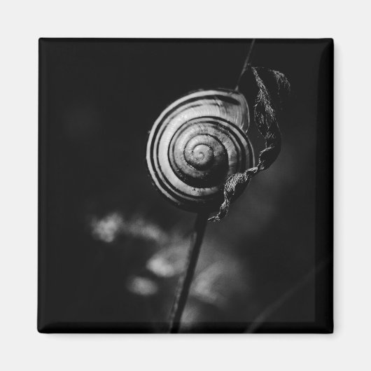 slakkenstaart magneet (Voorkant)