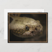 Slangenkop Briefkaart (Voorkant / Achterkant)