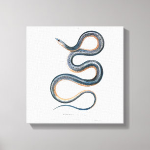  slangentekening Victoriaans Art Nouveau Snake Canvas Afdruk