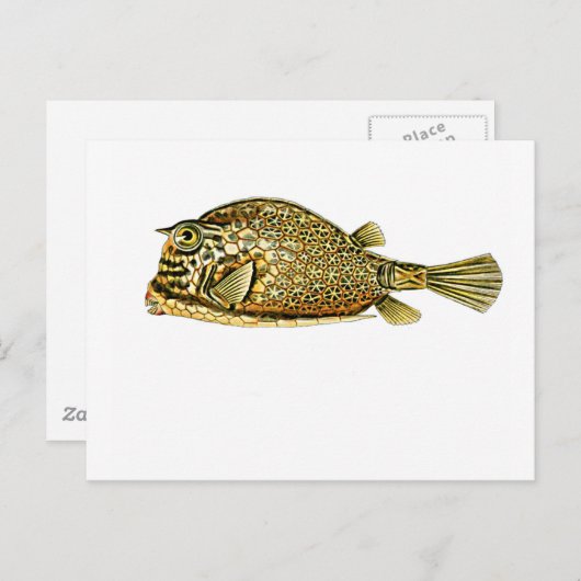 Slangoest Briefkaart (Voorkant / Achterkant)