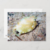 Slangoest Briefkaart (Voorkant / Achterkant)