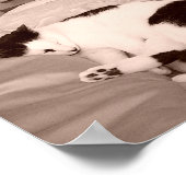 Slank Kat/zwart/wit Poster (Hoek)