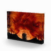 Slapen Chow Chow PBCNM Fotoblokken (Rechts)