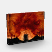 Slapen Chow Chow PBCNM Fotoblokken (Links)
