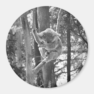 Slapen Koala Beer ~ Magneet