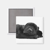 Slapen Lab Magneet (Voorkant / Achterkant)