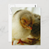 Slapen op de baan briefkaart (Voorkant / Achterkant)