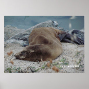 Slapen op de rotsen poster