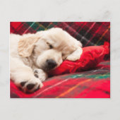 Slapen Puppy Op Plaid Briefkaart (Voorkant)