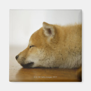 Slapen Shiba-ken 3 Magneet