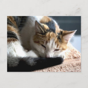 Slapend Calico Briefkaart