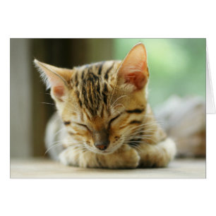 Slapend klein Baby Kat