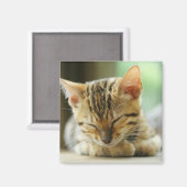 Slapend klein Baby Kat Magneet (Voorkant / Achterkant)