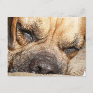 Slapend Mastiff-Briefkaart Briefkaart